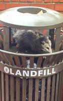 Cold weather brings more pests to campus